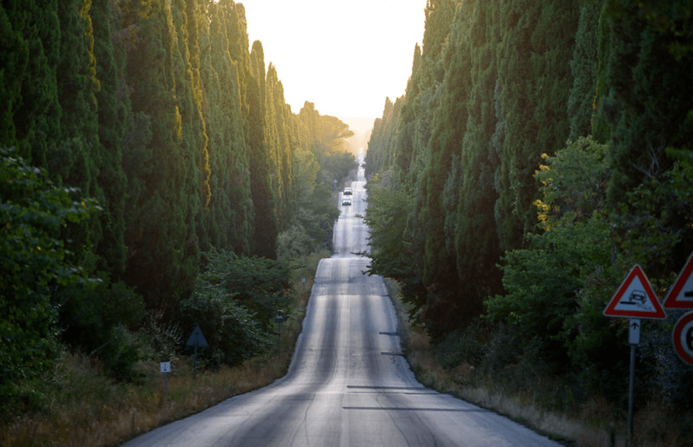 Tree-lined cypress road leading to Bolgheri, Tuscany at sunset