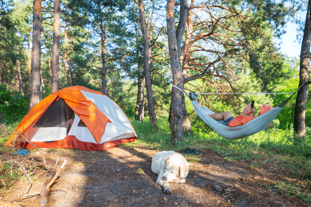 Man relaxing in a hammock next to a tent in the forest with a dog sleeping nearby in the sunlight